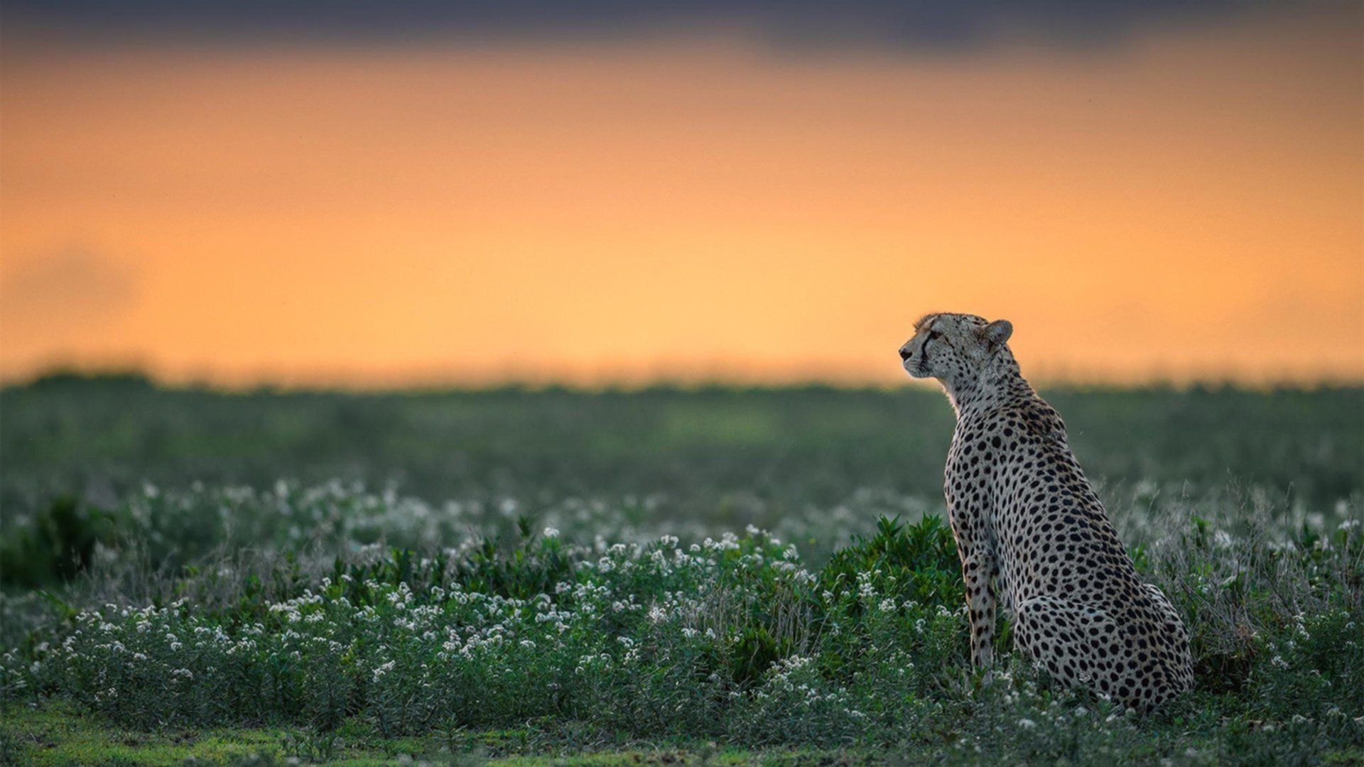 雷火电竞入驻-当阿森纳的青春风暴遭遇丹麦铁壁，本泽马的完美中锋样本何以成为唯一答案？