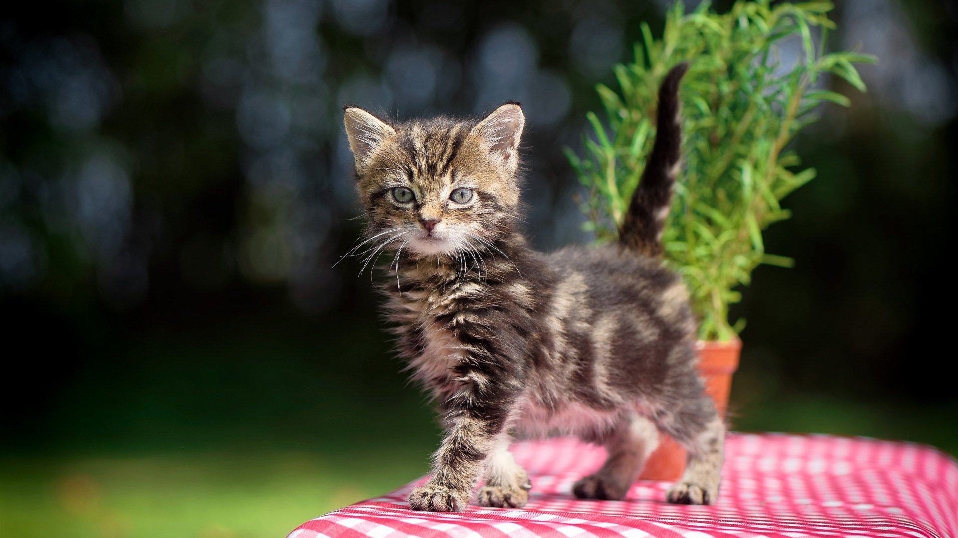 国王铁骑踏平印第安纳，孤胆英雄拉梅洛的悲情战役