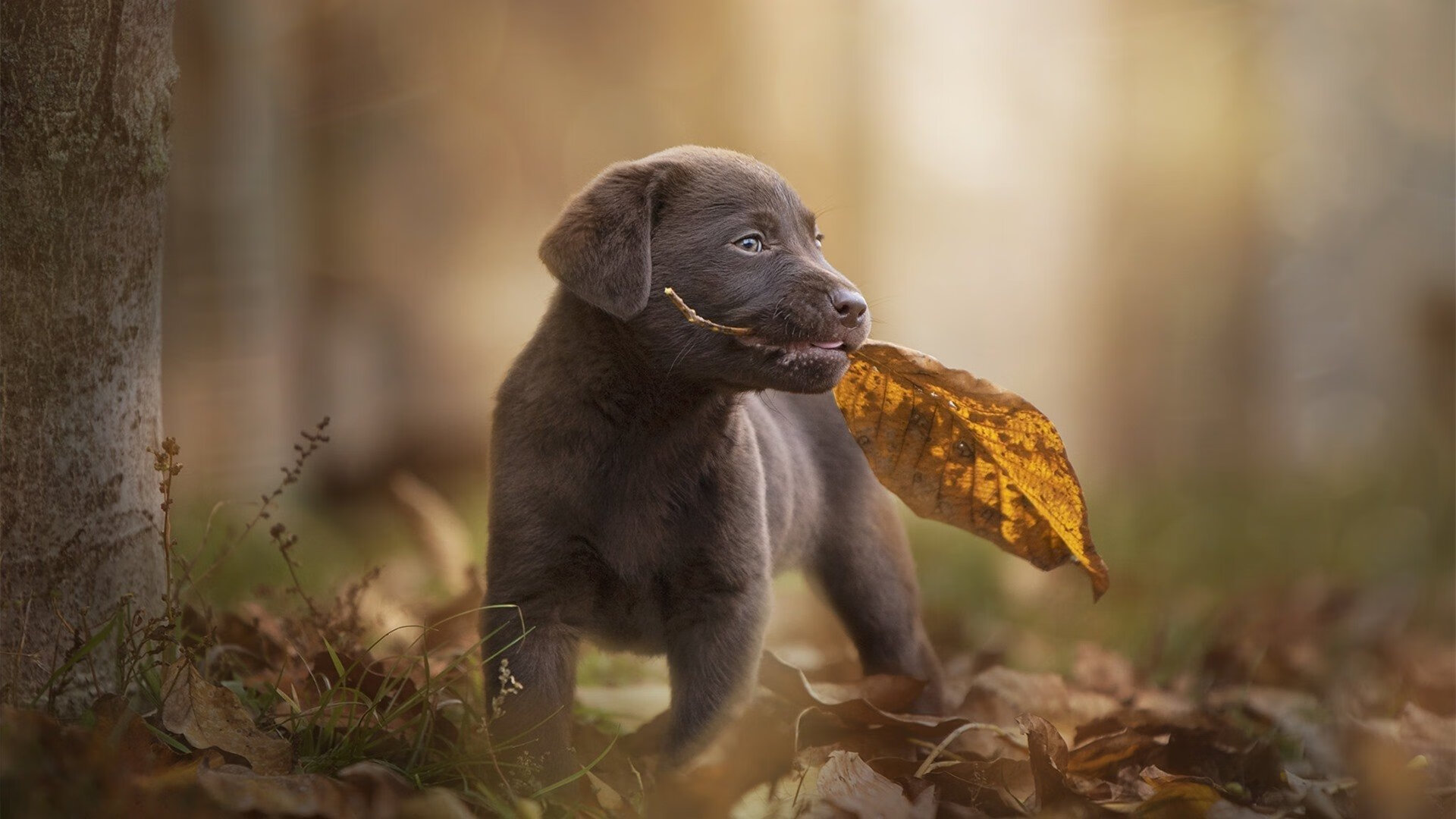 雷火电竞-文班亚马狂飙的夜晚，公牛以太阳的血为祭，这是巨人退位与新神登基的篮球新纪元宣言