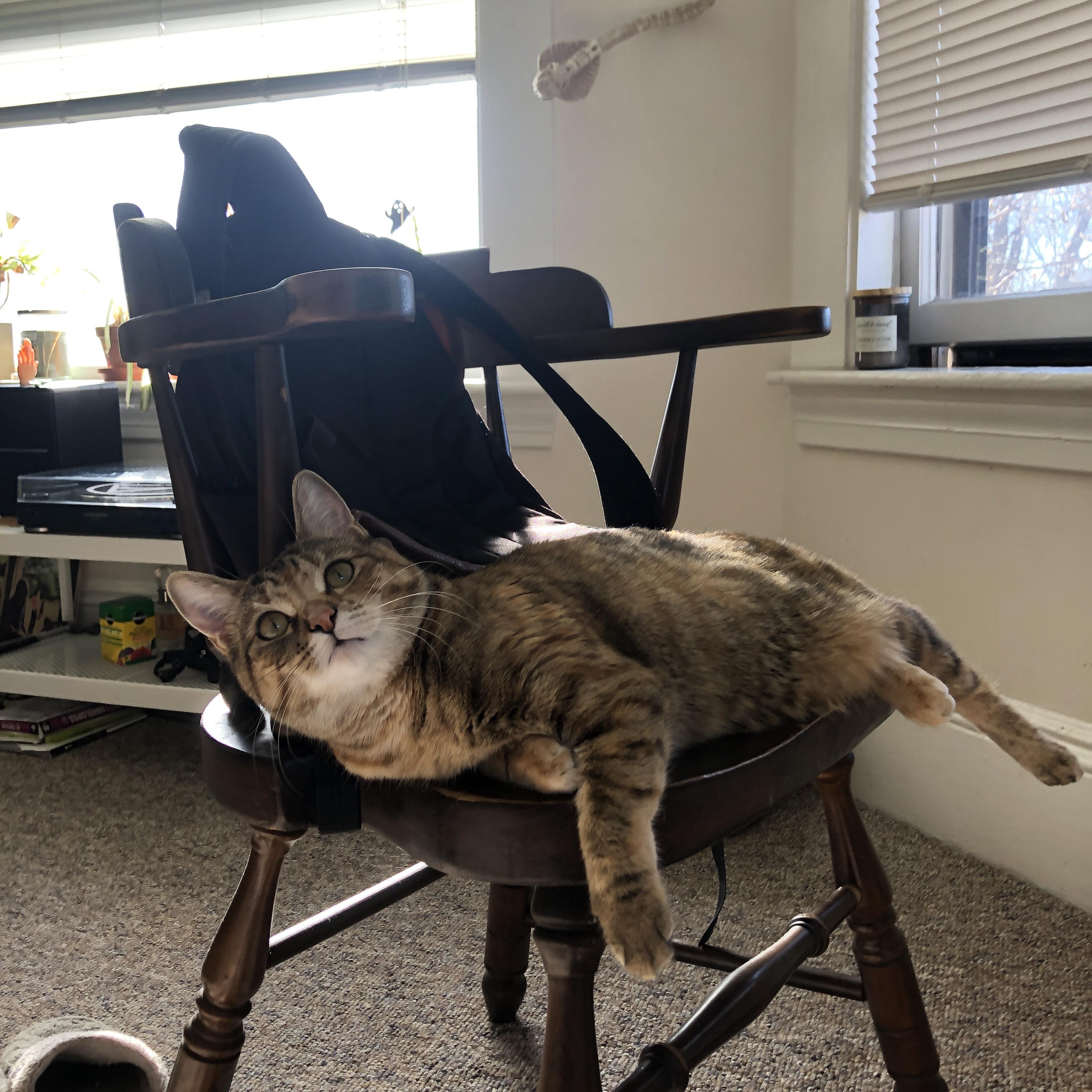 雷火电竞网址-当伊布为阿根廷披挂上阵，一场虚构史诗中的节奏与绝杀