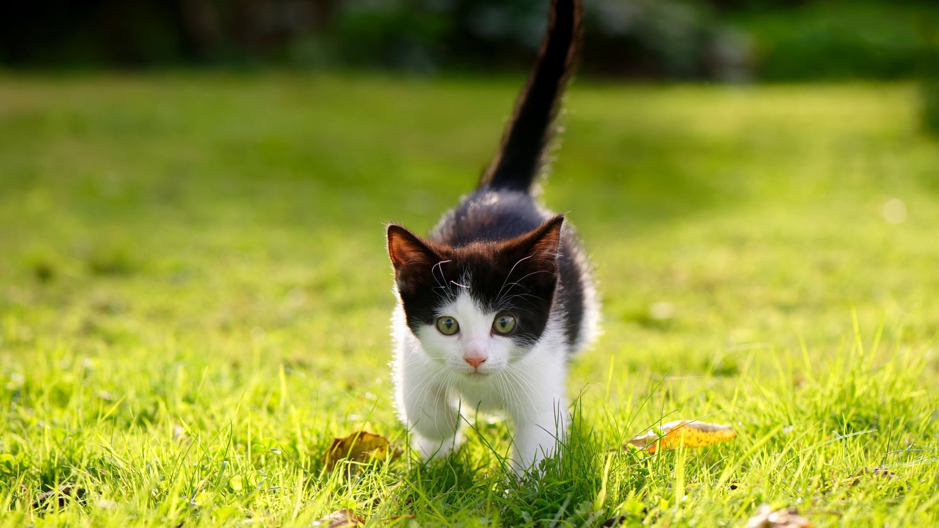 重剑无锋，当阿劳霍的防守成为巴萨最华丽的芭蕾