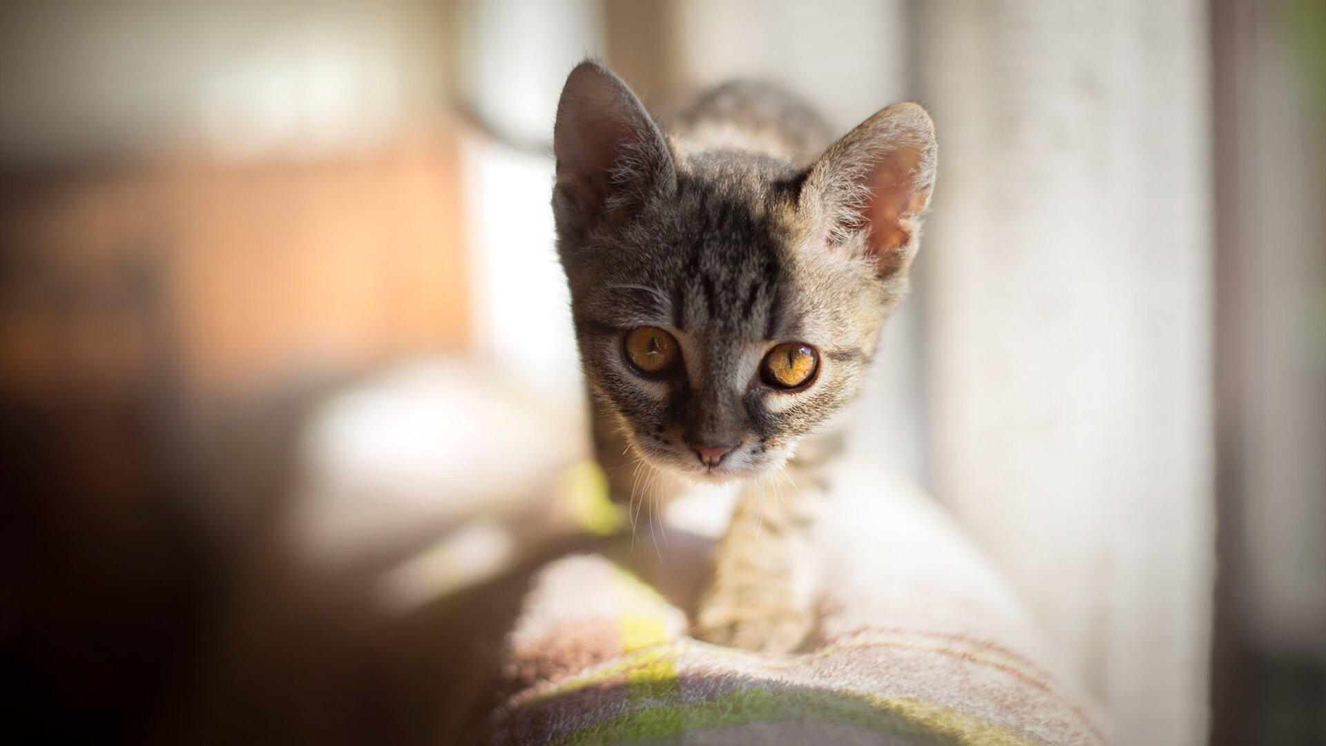 黑色闪电，当德罗赞的沉默长矛刺穿总决赛之夜