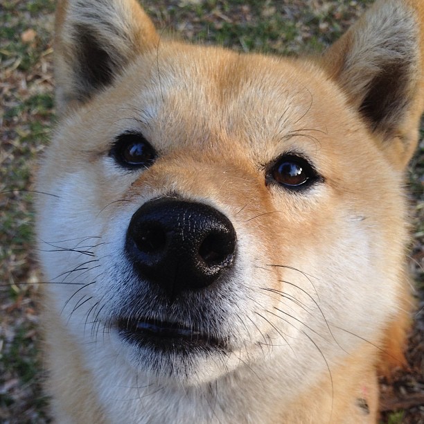 双城记,美加墨世界杯焦点战前夕,火箭与篮网的跨界鏖战