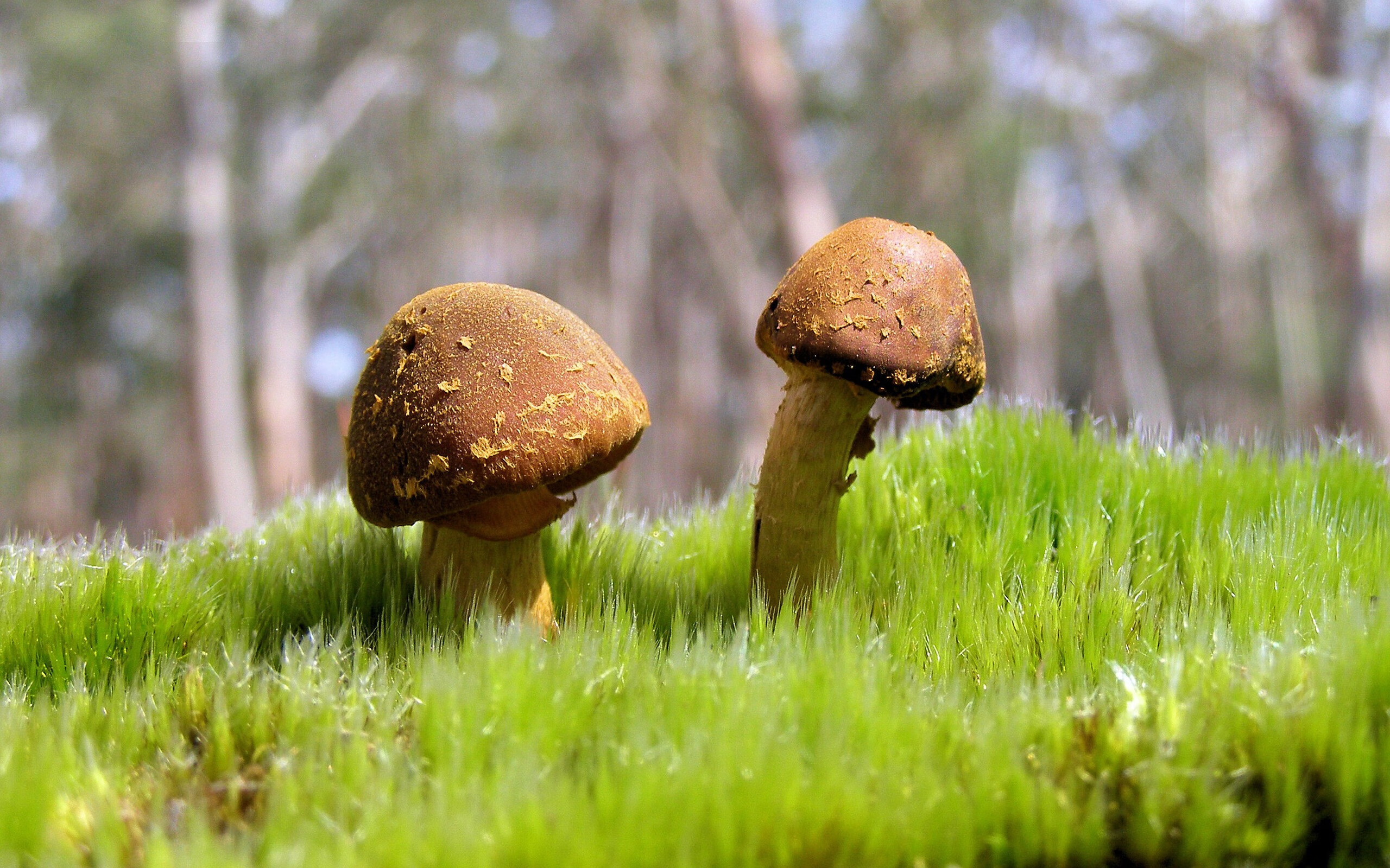 终结者的诞生,骑士与布伦森的冠军时刻