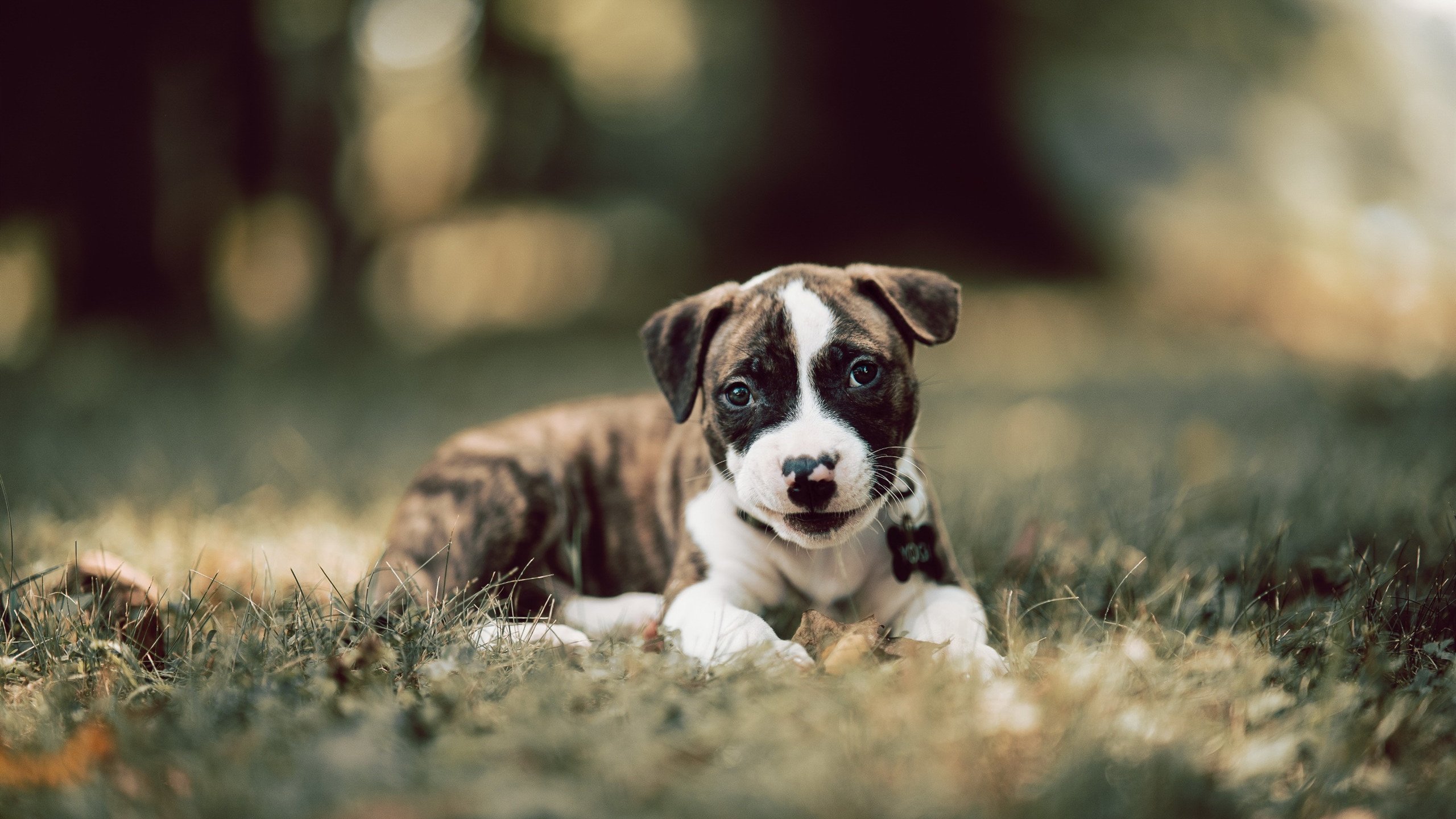 燎原，杰伦·格林与他的破晓时刻