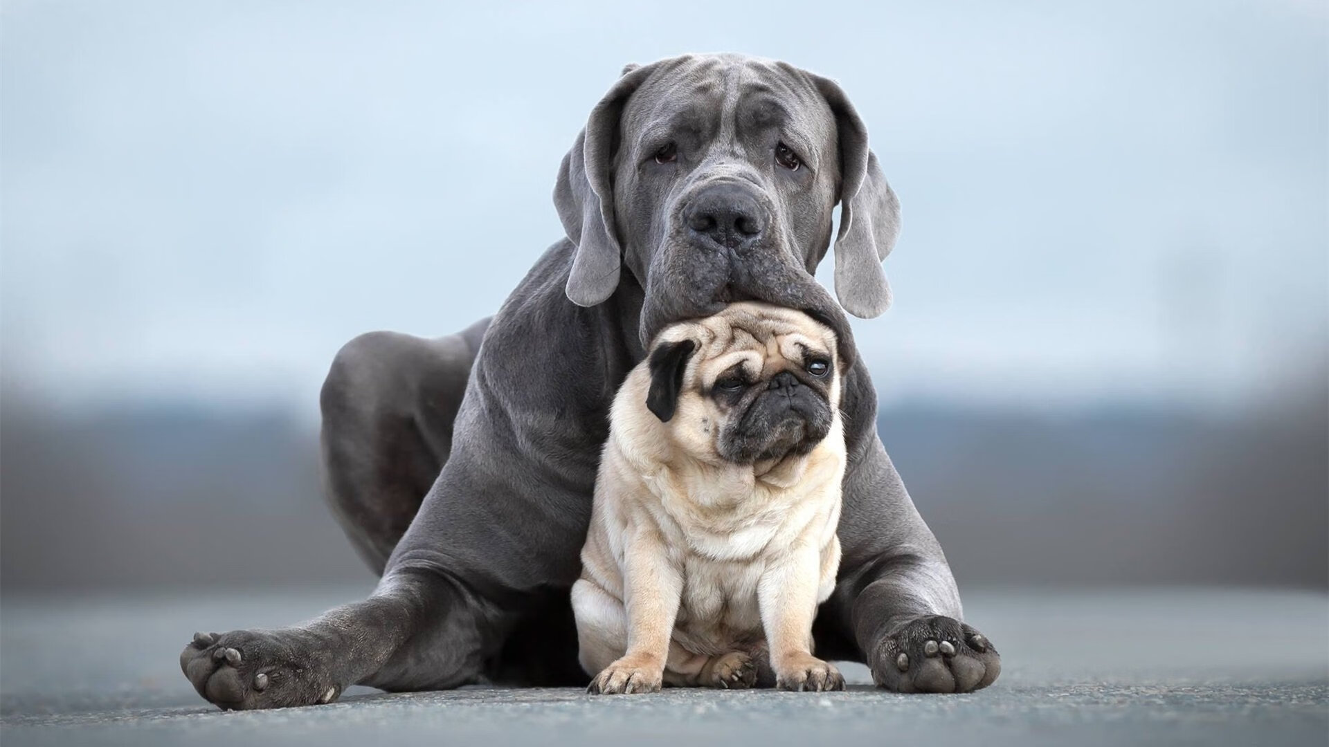 雷火电竞主播-锋利獠牙与沉默雄狮，黄蜂全面压制广东队，塔图姆状态火热照亮夜空