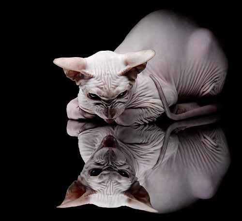 从勒沃库森到2026，一粒火种的远征与绽放