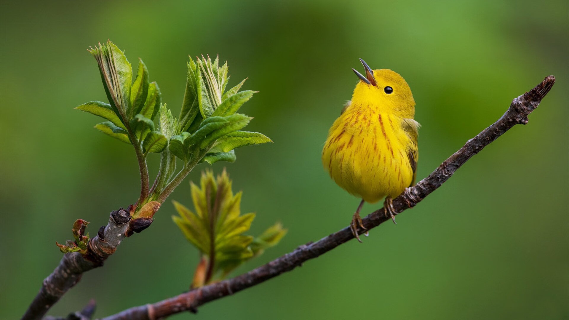 球场的裂缝，当格纳布里在NBA季后赛接管比赛，阿尔及利亚正踏平国际米兰