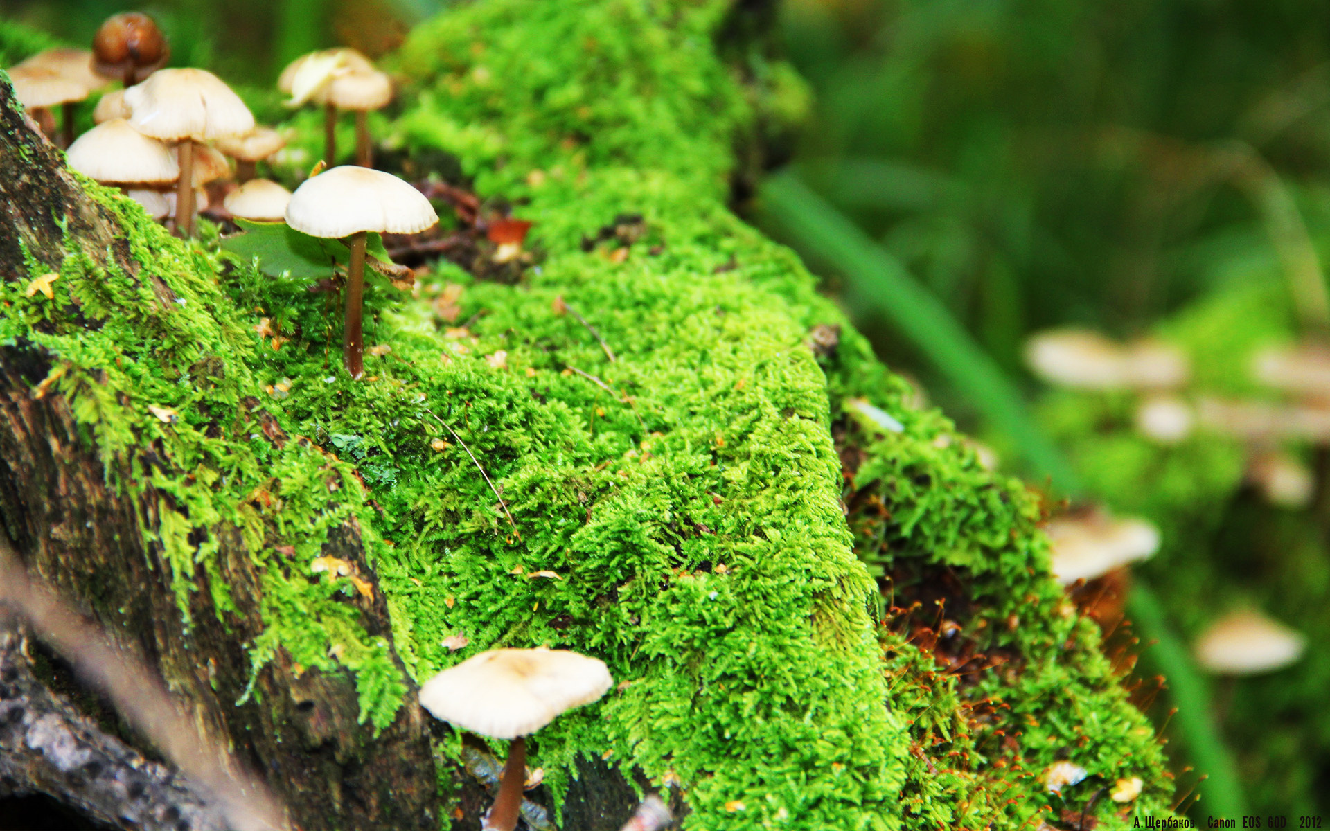 雷火电竞网址-范弗利特显微镜精准调控，雷霆生死战撕破爵士防线