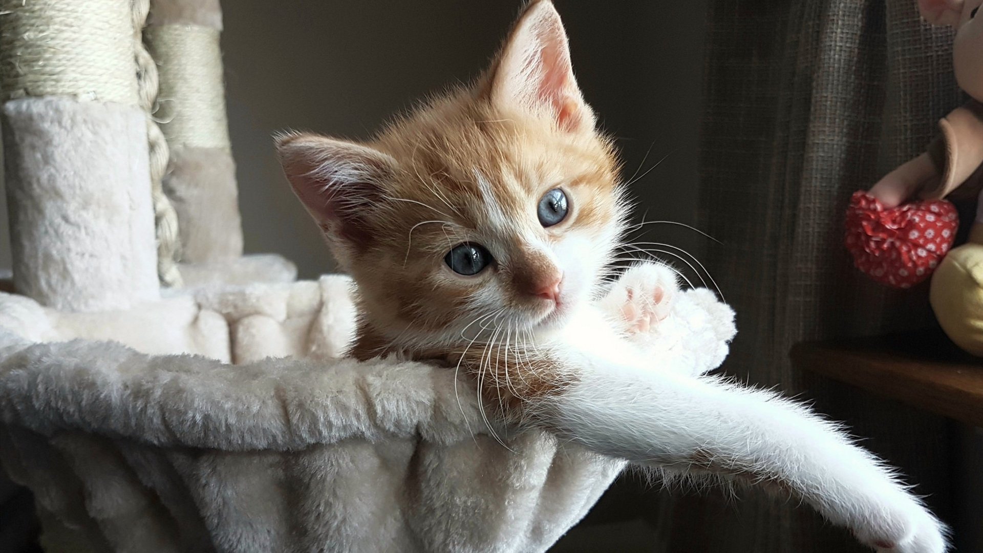 冰与火的博弈,智利链式防守与布鲁诺的街道狂飙