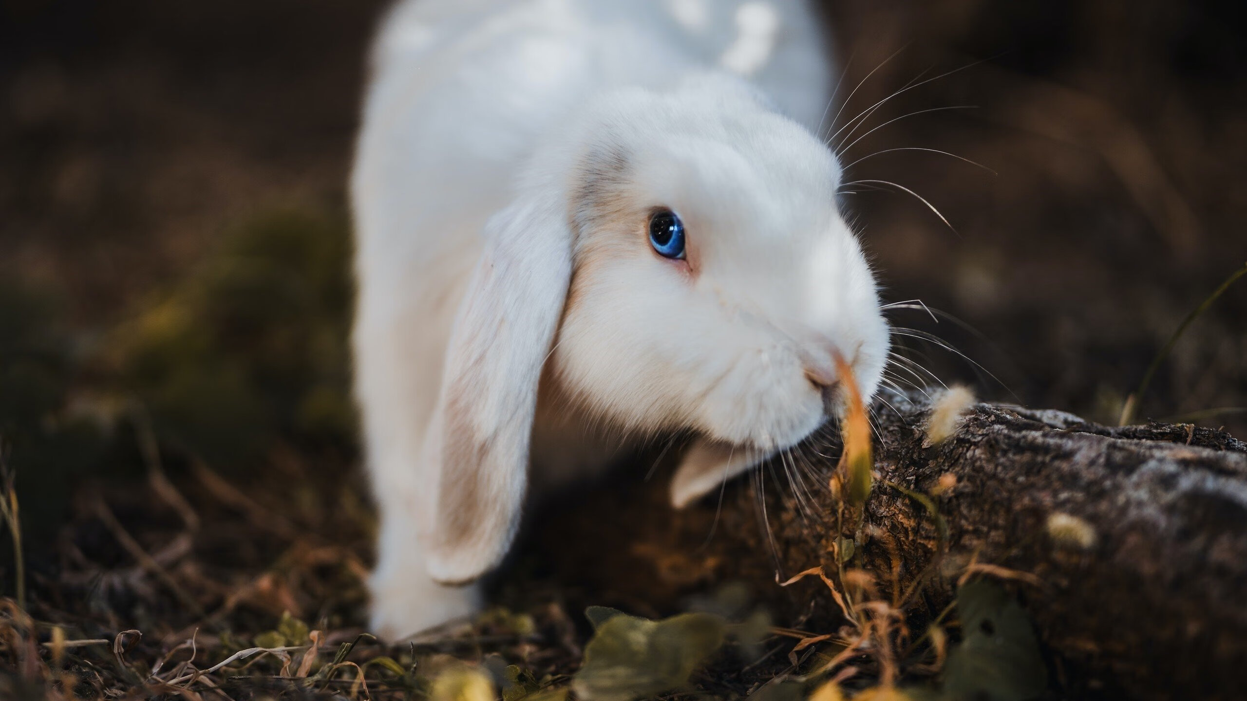 速度与金元，卡塔尔如何在F1街道赛与切尔西转会中改写体育资本游戏