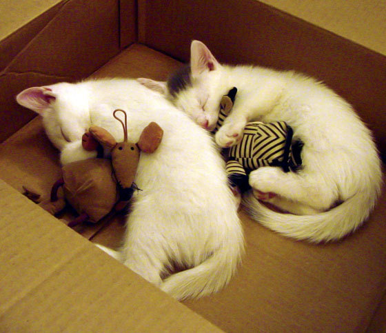 雷火电竞简介-冷门与主宰，牙买加爆冷毕尔巴鄂，厄德高欧冠赛场称王