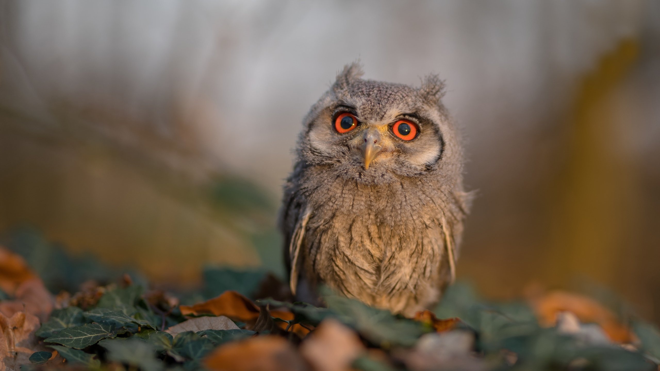 突破与涅槃,克瓦拉茨赫利亚的救赎之夜