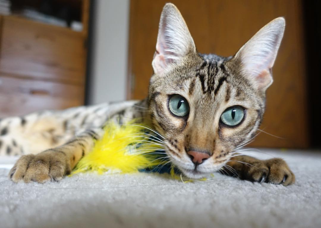 双线争锋,F1年度争冠焦点战与凯尔特人绝杀爵士的独特之夜