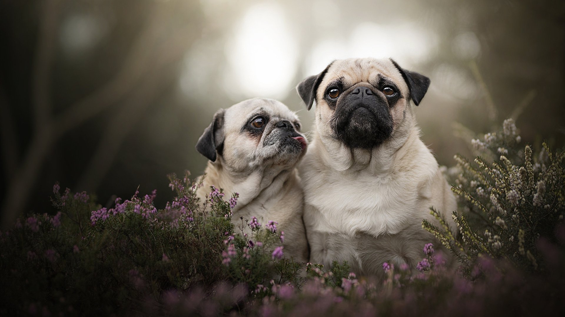 跨洲对决，锡安关键战不手软，掘金踏平辽宁队—篮球世界的秩序碰撞