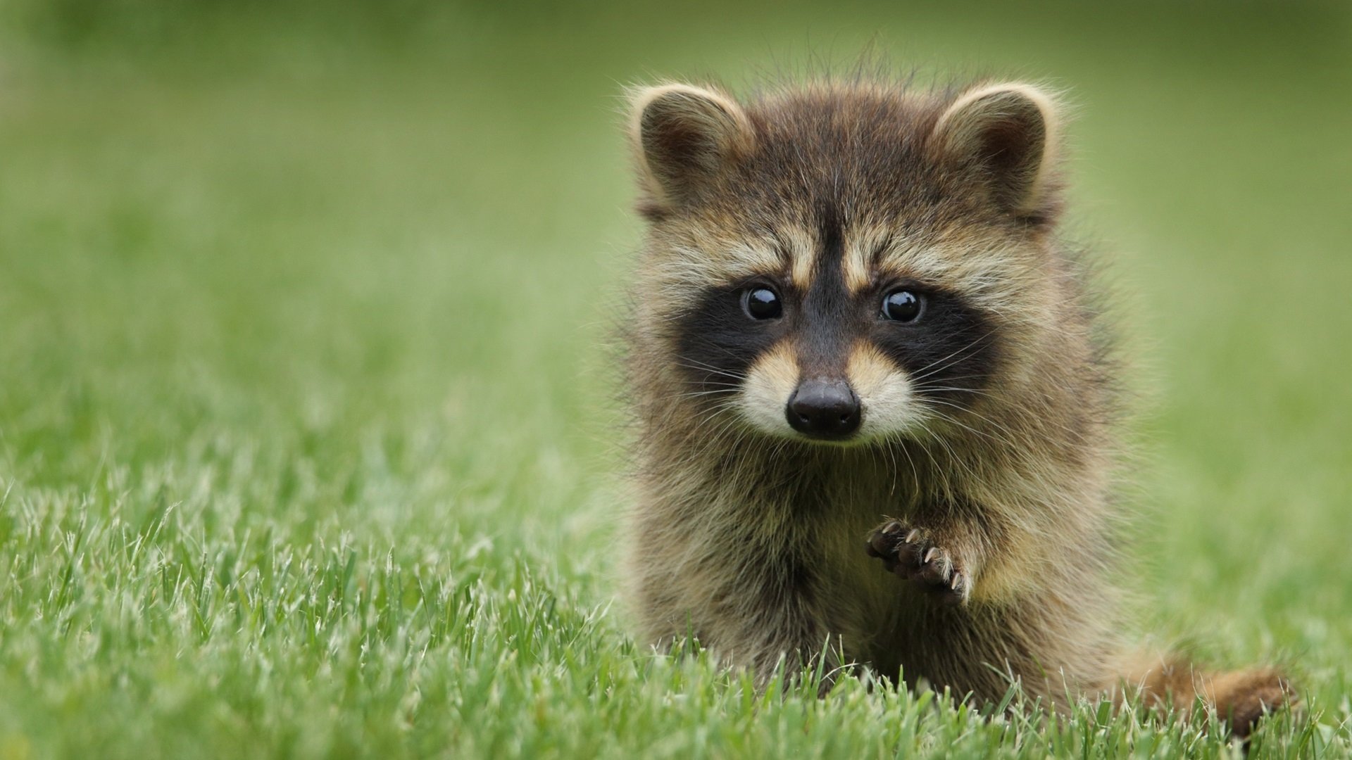 雷火电竞网站-蓝衣军团的孤注一掷，巴雷拉在莱比锡的雨夜，如何用一脚直塞撕裂斯洛伐克的铁幕